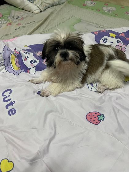 ลูกสุนัข ชิสุห์แท้