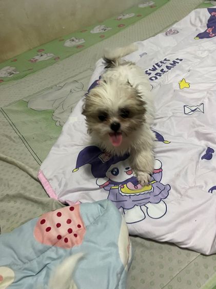 ลูกสุนัข ชิสุห์แท้ รูปที่ 5