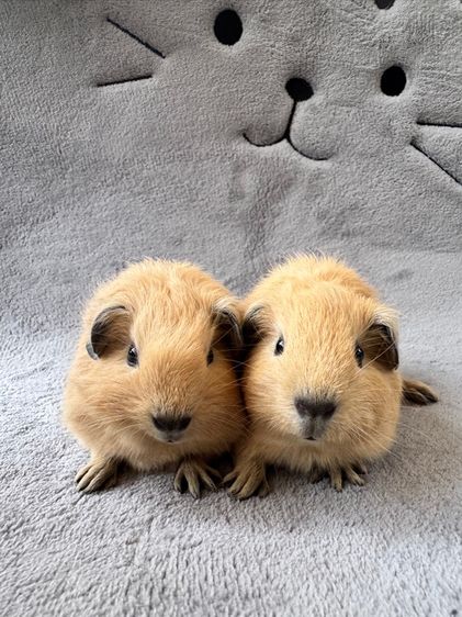 แกสบี้ ครีมแคริ ผู้