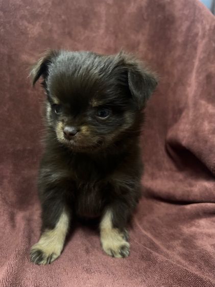 ชิวาว่า รูปที่ 4