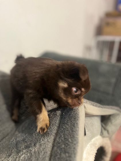 ชิวาว่า รูปที่ 2