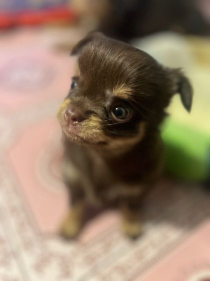 ชิวาว่า รูปที่ 3