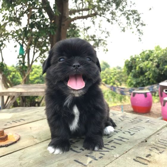 ชิสุห์  รูปที่ 4