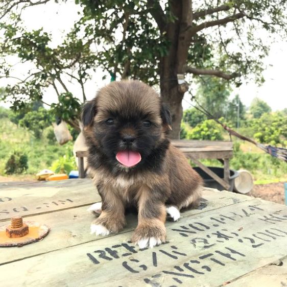 ชิสุห์  รูปที่ 2