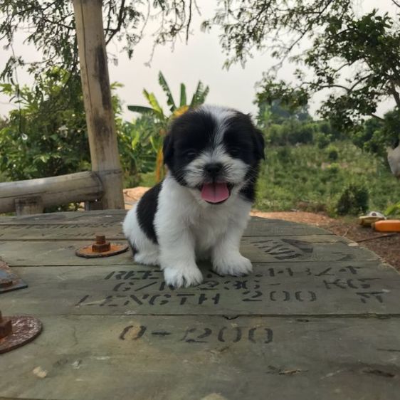 ชิสุห์  รูปที่ 3