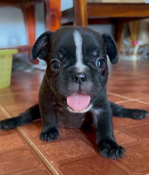 ลูกหมาเฟร้นบูลด็อก เพศผู้สีดำ(ไม่ติดเสือ) พร้อมย้ายบ้าน