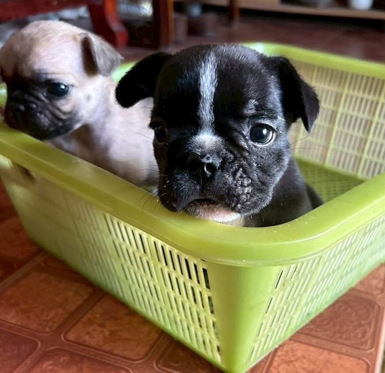 ลูกหมาเฟร้นบูลด็อก เพศผู้สีดำ(ไม่ติดเสือ) พร้อมย้ายบ้าน รูปที่ 3