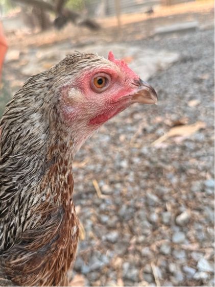 แม่ไก่ชน รูปที่ 3