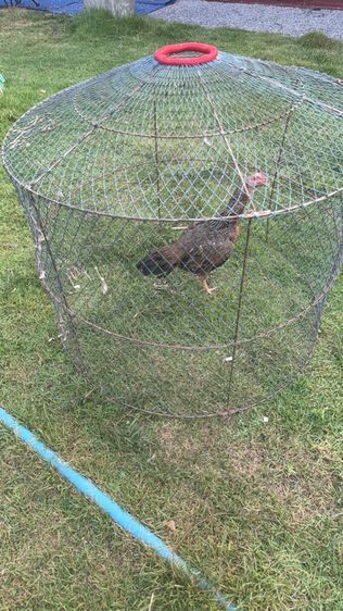แม่ไก่ชน รูปที่ 8
