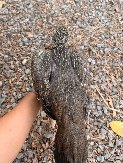 แม่ไก่ชน รูปที่ 6