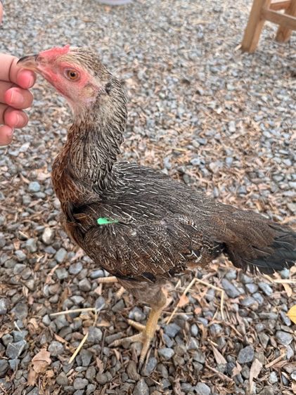แม่ไก่ชน