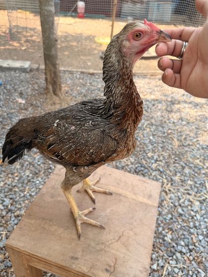 แม่ไก่ชน รูปที่ 2
