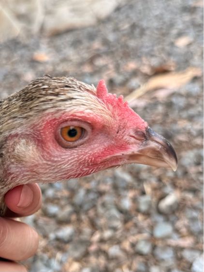 แม่ไก่ชน รูปที่ 4