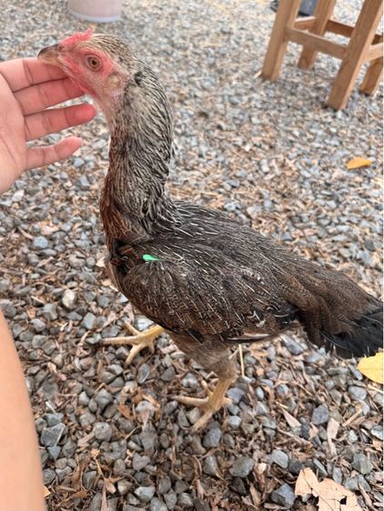แม่ไก่ชน รูปที่ 7