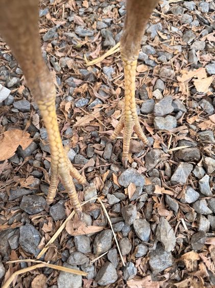 แม่ไก่ชน รูปที่ 5