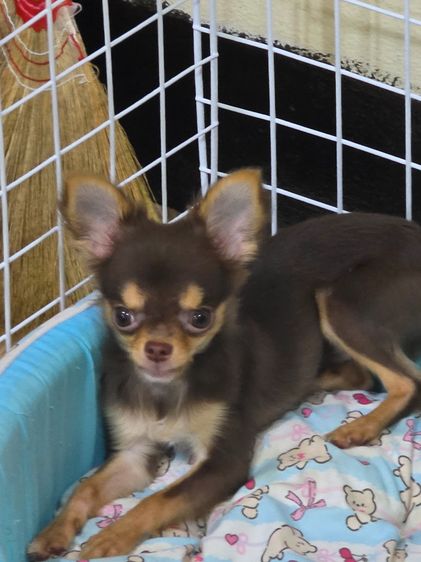 ชิวาวา (Chihuahua) เล็ก ชิวาว่า ทีคัพ 