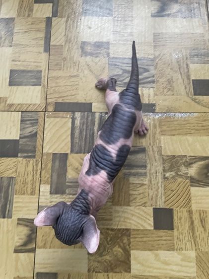 ลูกแมว รูปที่ 3