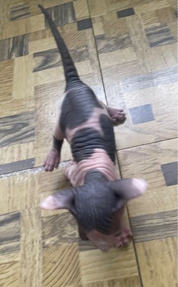 ลูกแมว รูปที่ 2