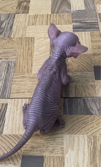 ลูกแมว รูปที่ 2