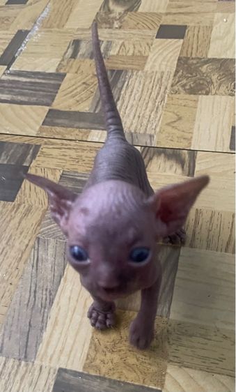 ลูกแมว รูปที่ 3