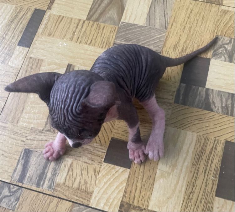 ลูกแมว รูปที่ 4