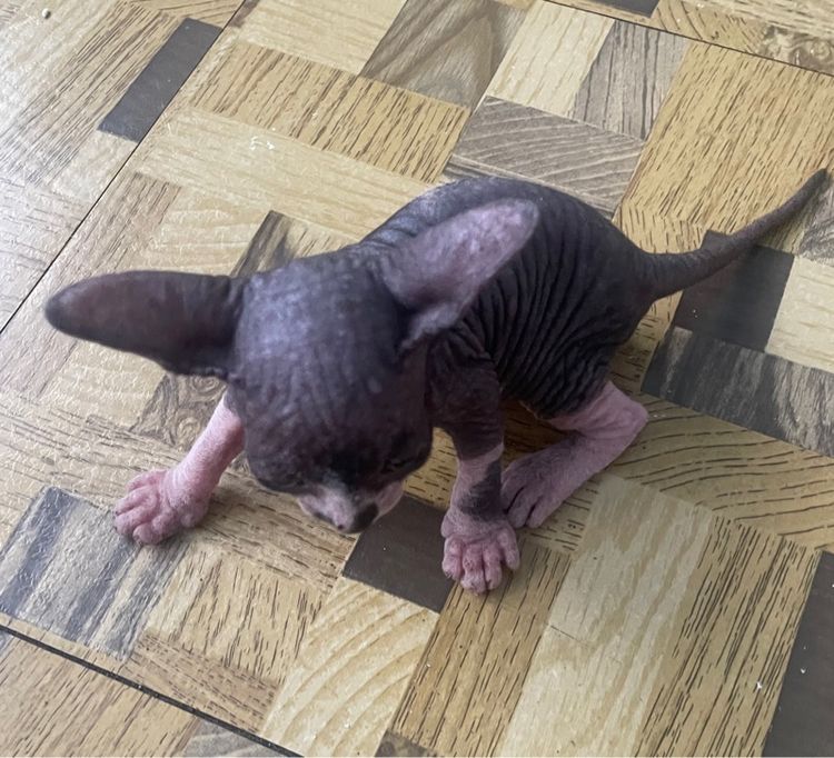 ลูกแมว รูปที่ 3