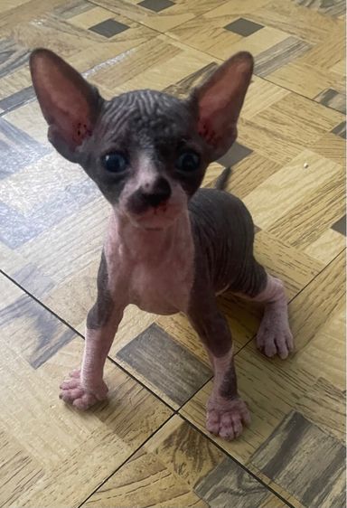 ลูกแมว รูปที่ 2