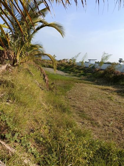 ใช่ ขายที่ 1 ไร่โฉนดครุฆแดง รูปที่ 4