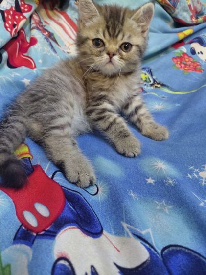 แมวเปอร์เซีย รูปที่ 3