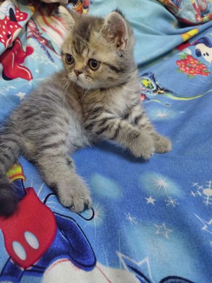 แมวเปอร์เซีย รูปที่ 2