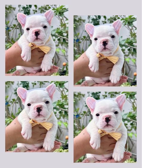 เฟรนบลูด็อก ชาย สีขาว