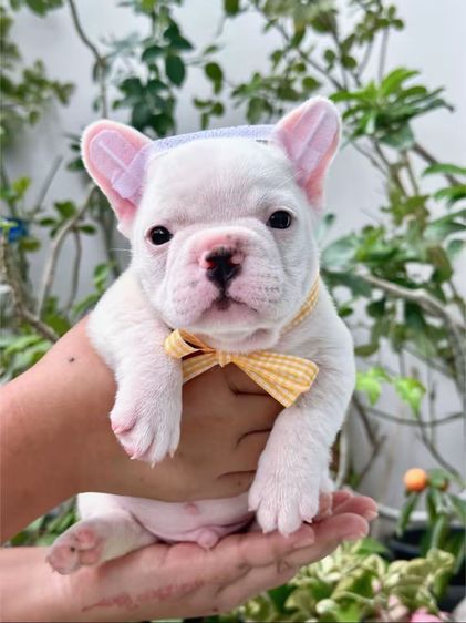 เฟรนบลูด็อก ชาย สีขาว รูปที่ 4