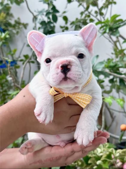 เฟรนบลูด็อก ชาย สีขาว รูปที่ 2