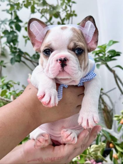 เฟรนบลูด็อก ชาย ตาฟ้า รูปที่ 4