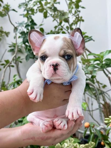 เฟรนบลูด็อก ชาย ตาฟ้า รูปที่ 6