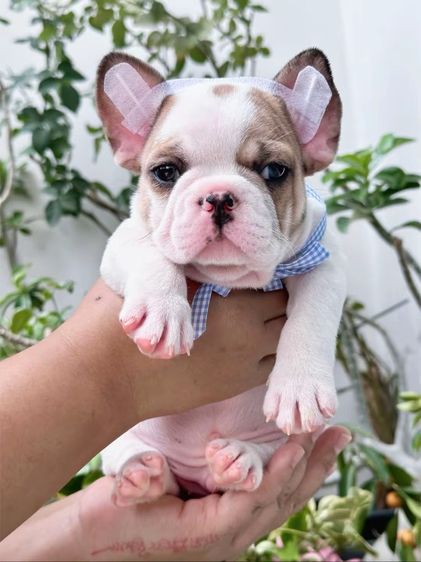 เฟรนบลูด็อก ชาย ตาฟ้า รูปที่ 3