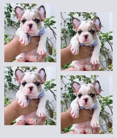 เฟรนบลูด็อก ชาย ตาฟ้า