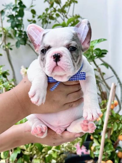 เฟรนบลูด็อก เมอร์พายชายตาฟ้า รูปที่ 8