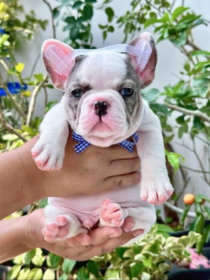 เฟรนบลูด็อก เมอร์พายชายตาฟ้า รูปที่ 2