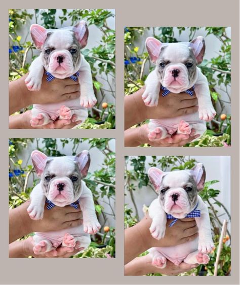 เฟรนบลูด็อก เมอร์พายชายตาฟ้า