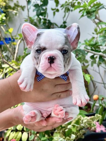 เฟรนบลูด็อก เมอร์พายชายตาฟ้า รูปที่ 7