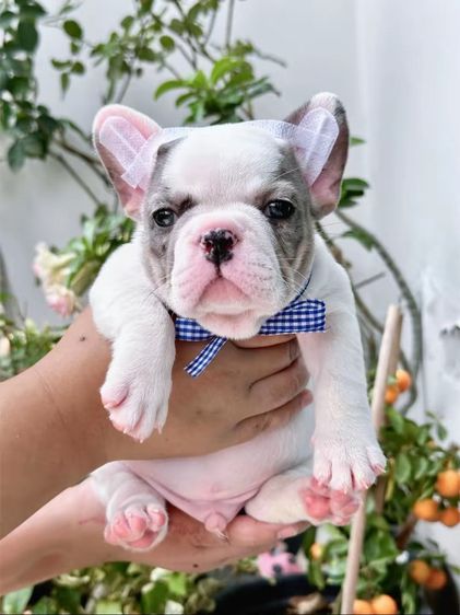 เฟรนบลูด็อก เมอร์พายชายตาฟ้า รูปที่ 6