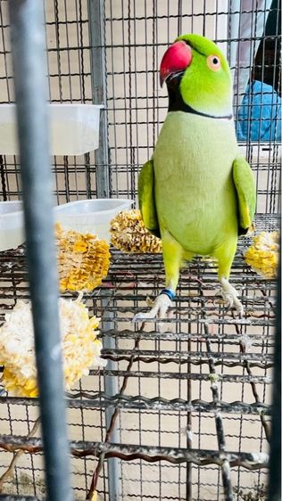 ริงเนค รูปที่ 2