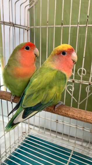 เลิฟเบิร์ดไม่ขอบตา รูปที่ 2