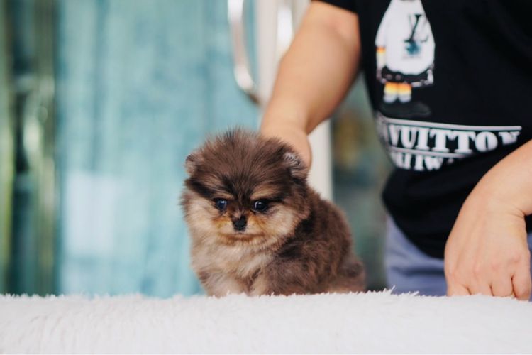 ปอมเมอเรเนียน (Pomeranian) เล็ก ปอมหน้าหมีสีซ็อคโกแลตเมอร์