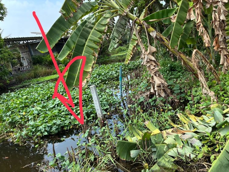 ขายที่ดินสมุทรสงครามติดถนนชนบทและคลอง รูปที่ 3