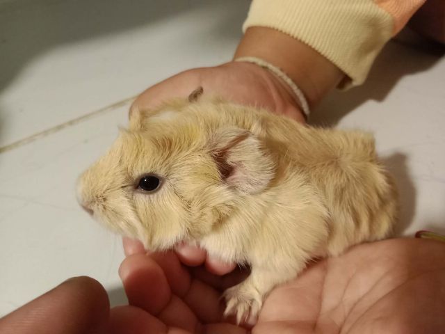 หนูแก๊สบี้