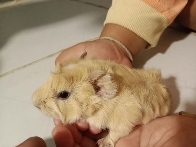 หนูแก๊สบี้ รูปที่ 2