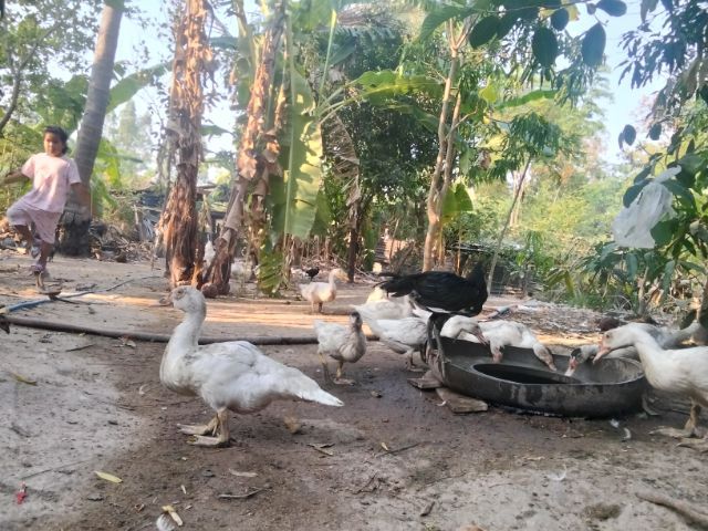 เป็ดเทศบาบารี่ผู้เมียวัย5เดือนคู่ละ500 รูปที่ 3