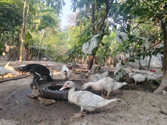 เป็ดเทศบาบารี่ผู้เมียวัย5เดือนคู่ละ500 รูปที่ 2